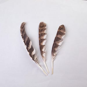 Può includere: Tre singole piume di uccello disposte verticalmente. Ogni piuma presenta un motivo distinto di strisce orizzontali alternate marrone scuro e color crema chiaro lungo il calamo e le barbe morbide e fibrose del piumaggio.