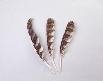Hawk 3 feathers  set. The feathers were found in the wild. woodland decor, nature-inspired, bird lover gift, wildlife gift, bird totem