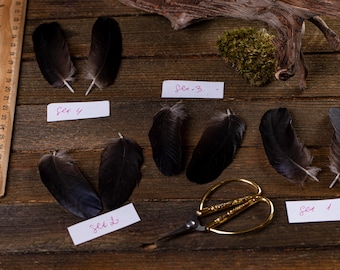 Small Black Raven Feathers: DIY Jewelry Making Supplies, Cruelty-free, collected during molting.