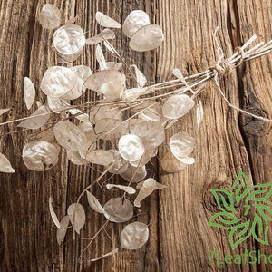Dried Lunaria Biennis 30-35 cm - 5 Branches of White Flower Money Plant, Silver Dollar Plant, Honesty Plant Decor