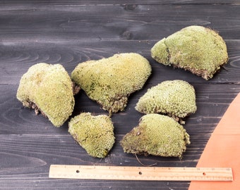 Ball dried Moss, Green real natural moss for Terrarium Florarium, DIY Pillow Bun Moss, Decorative Natural Moss, Cushion Moss, Bulk Moss