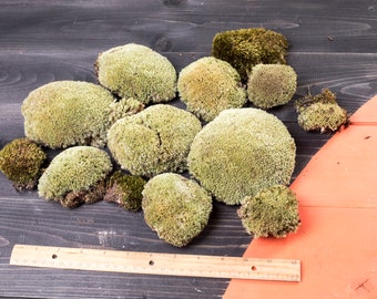 Ball dried Moss, Green real natural moss for Terrarium Florarium, DIY Pillow Bun Moss, Decorative Natural Moss, Cushion Moss, Bulk Moss