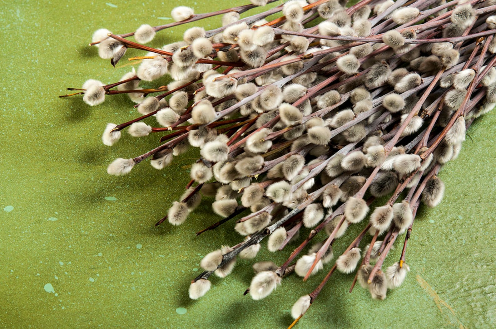 Dried Pussywillow Branches 1113 Pussy Willow Etsy