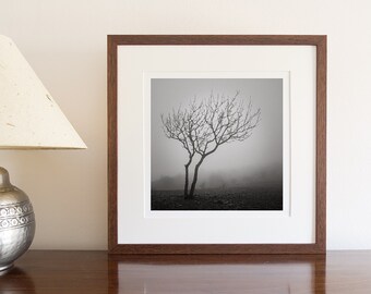 Landscape Photograph, Monochrome, Mist, Tree, Scout Scar