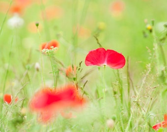 Living Room Art, Photograph, Print, Flowers, Close Up, Poppies, Red, Pink, Pastel, Summer