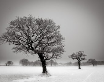 Landscape Photograph, Monochrome, Trees, Snow, Cheshire