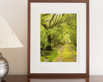 Landscape Photograph, North Wales, Snowdonia, Green Lane, Winding Lane, Trees, Spring, Moss