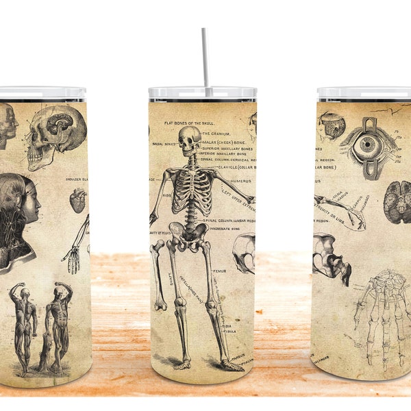 Antique Anatomy Design, 20oz Sublimation Tumbler design, 300dpi PNG file + mockup