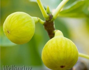 Yellow Long Neck Fig Tree – Ficus Carica Live Plant In 3-Inch Pot | Fruit Bearing, Easy Grow