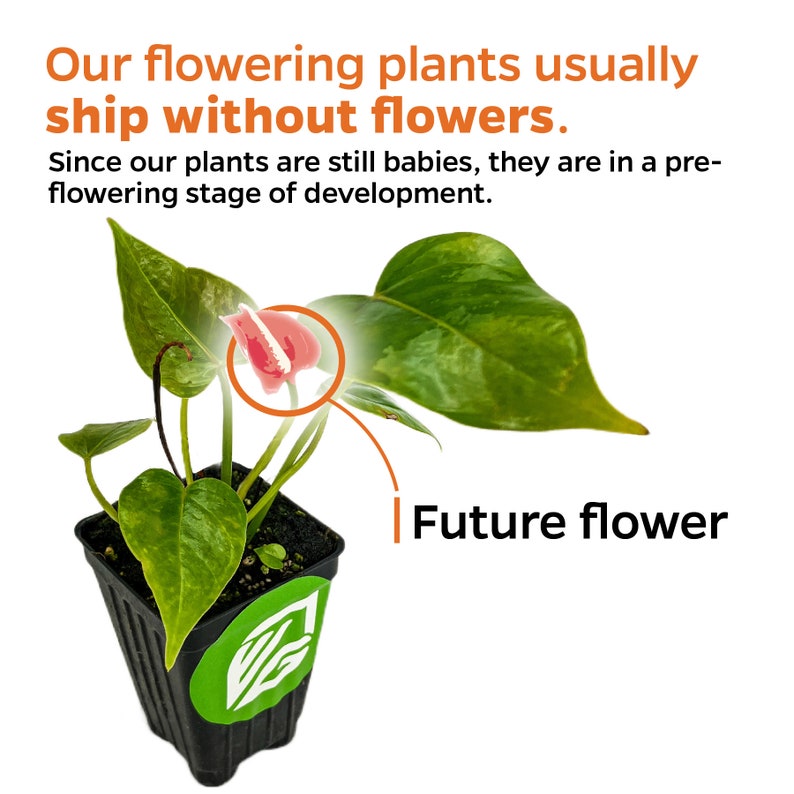 Anthurium Big Red Bird Bird's Nest Anthurium Live Etsy.de