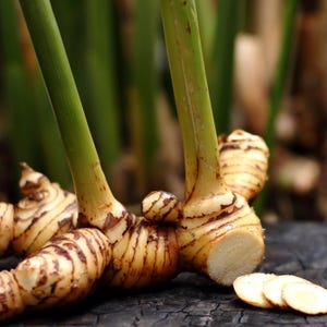 Galanga (Thai Ginger / Siamese Ginger) - Alpinia galangal - Live Plant