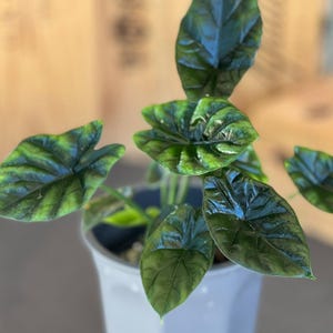 Quilted Dreams Elephant Ear - Alocasia sinuata - Live Plant