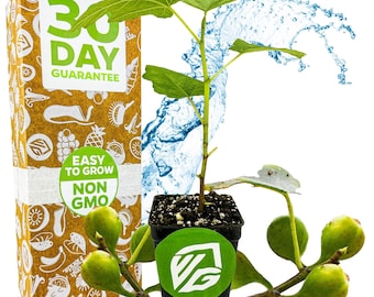 Fignomenal Fig - Ficus carica - Live Plant