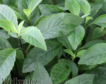 Longevity Spinach - Gynura procumbens - Live Plant