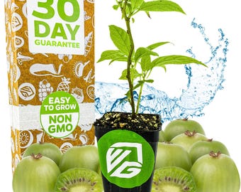 Issai Kiwi - Actinidia arguta - Live Plant