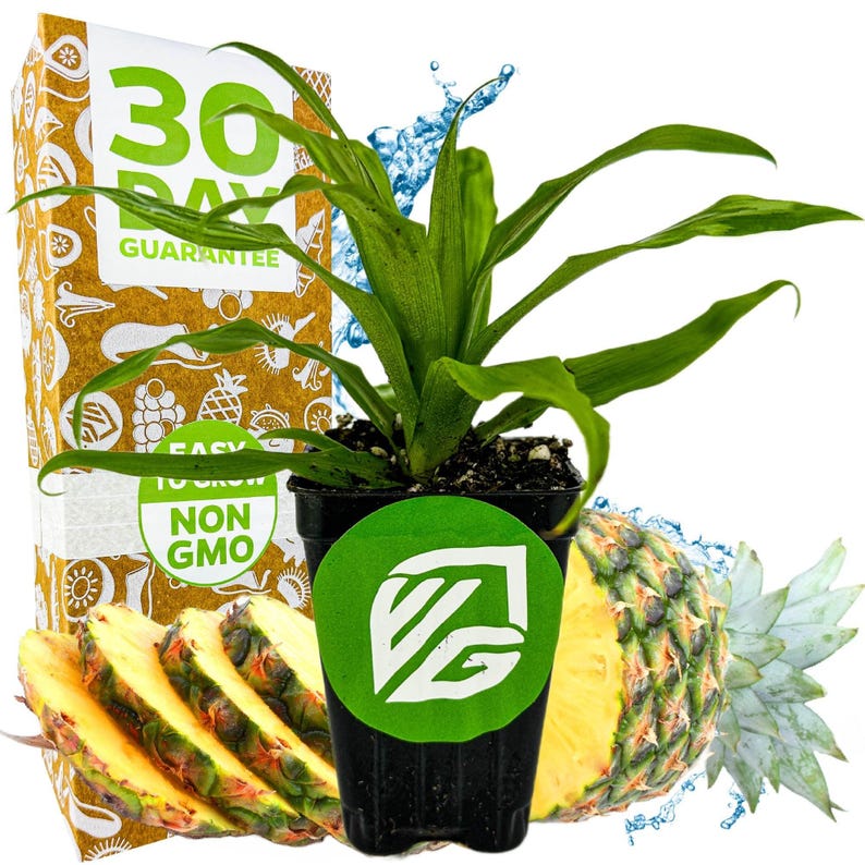Wellspring Gardens Florida Special Pineapple - Thumbnail 2