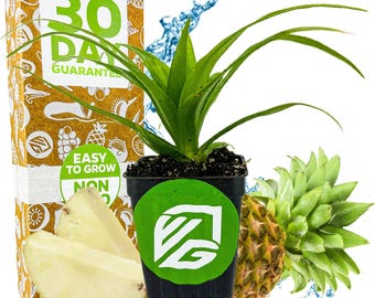 White Jade Pineapple - Ananas comosus - Live Plant