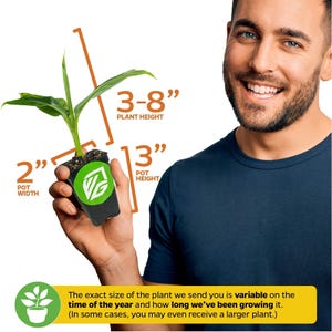 May include: A person is holding a small green plant in a black pot. The plant is 3 to 8 inches tall and the pot is 2 inches wide and 3 inches tall. The exact size of the plant is variable depending on the time of year and how long it has been growing.