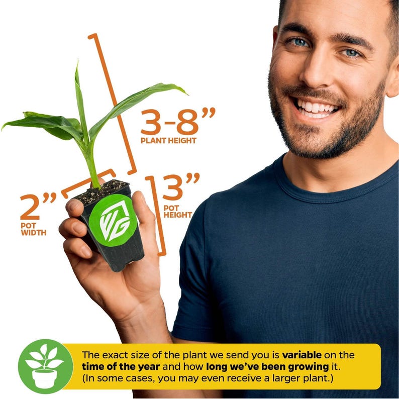May include: A person is holding a small green plant in a black pot. The plant is 3 to 8 inches tall and the pot is 2 inches wide and 3 inches tall. The exact size of the plant is variable depending on the time of year and how long it has been growing.