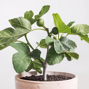 Fignomenal Fig - Ficus carica - Live Plant