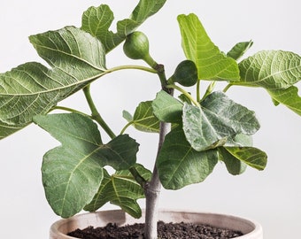 Fignomenal Fig - Ficus carica - Live Plant