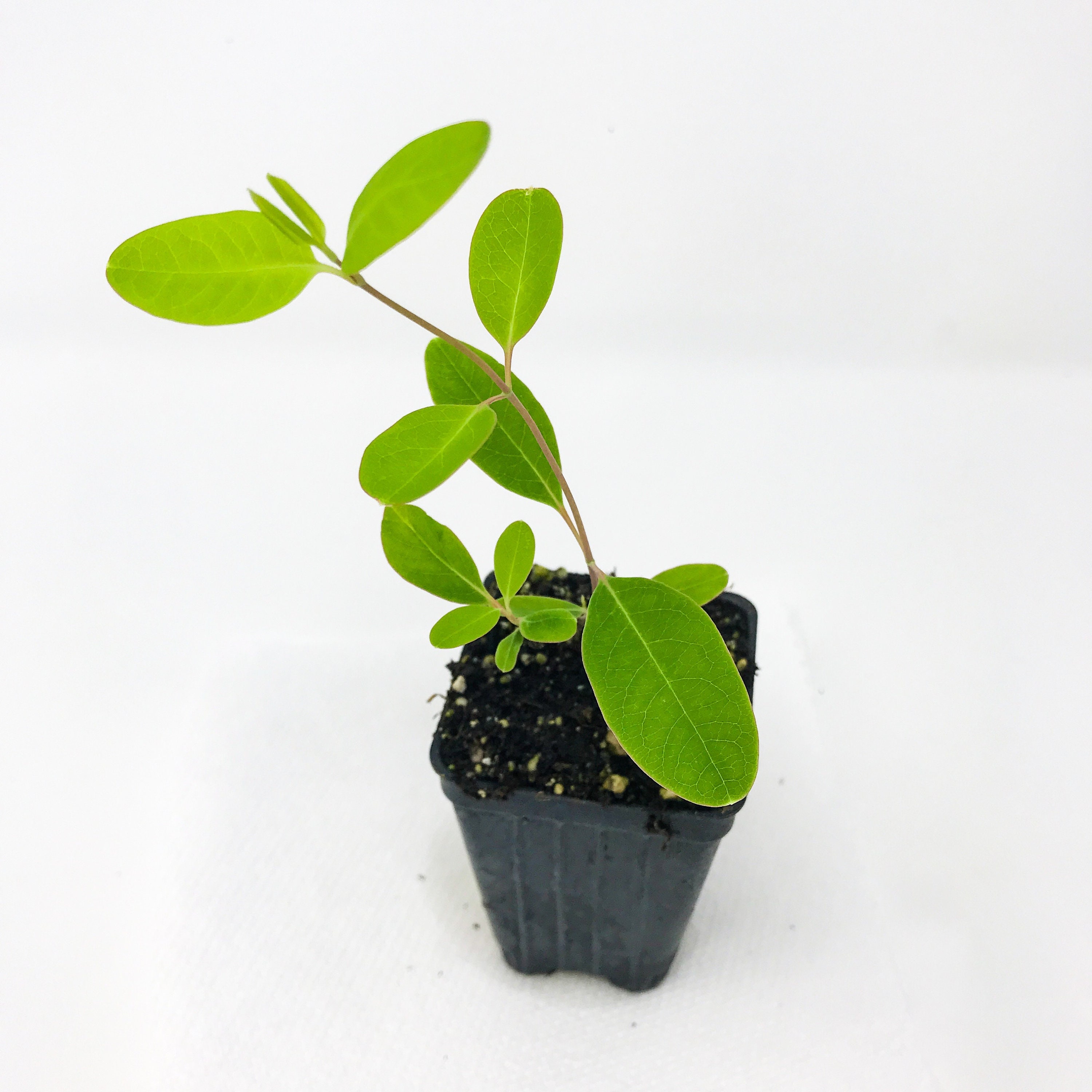 Trumpet Honeysuckle Lonicera Sempervirens Live Plant Etsy