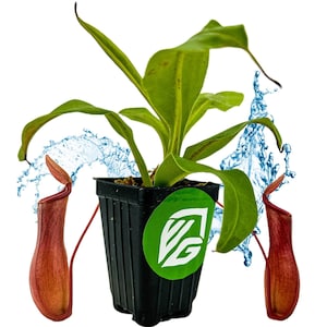Alata Carnivorous Pitcher Plant - Nepenthes - Live Plant