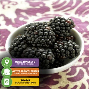 Kiowa Blackberry - Rubus - Live Plant immagine 5