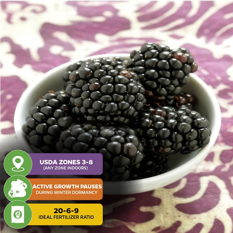 Kiowa Blackberry - Rubus - Live Plant immagine 5