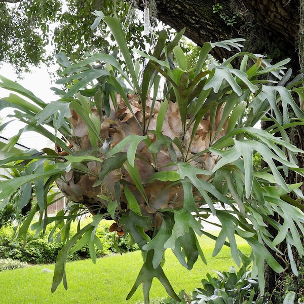 Staghorn Fern Netherlands Elkhorn - Playtcerium bifurcatum - Live Plant