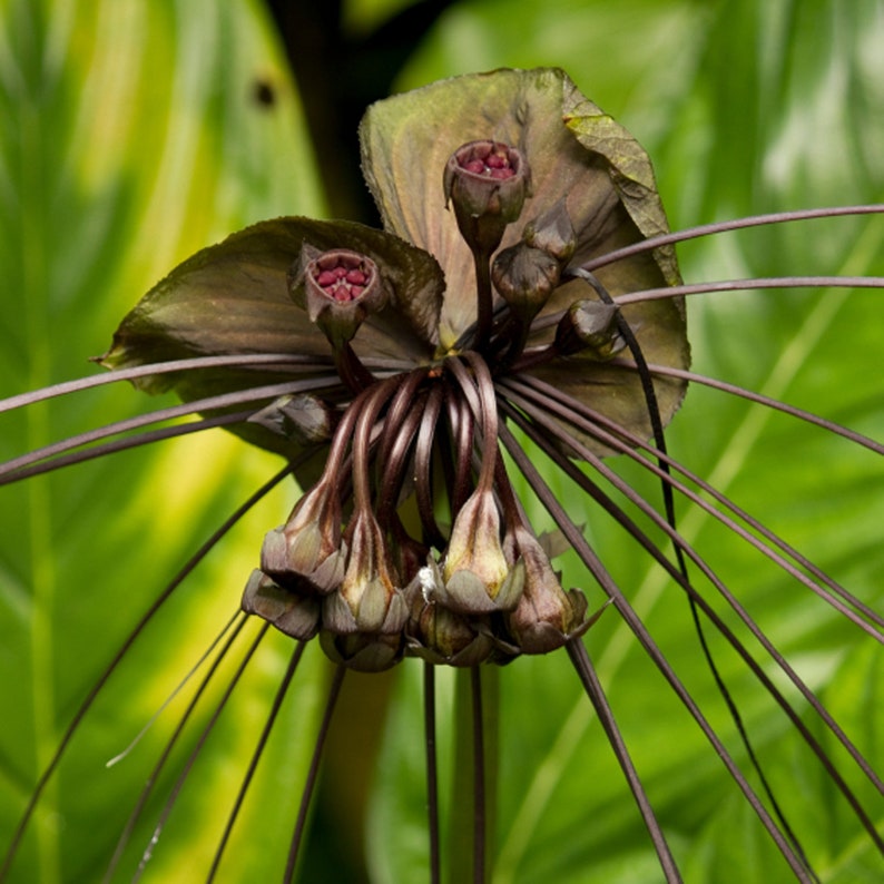 Black Bat Plant Tacca Chantrieri Live Plant Unique Tropical