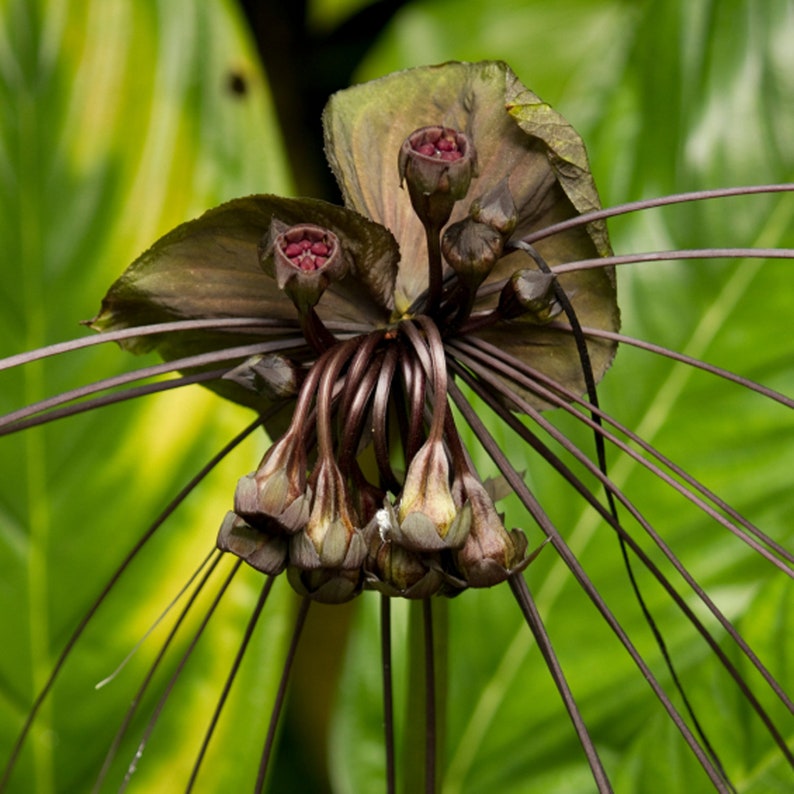 Black Bat Plant  Tacca Chantrieri Live Plant Unique Tropical