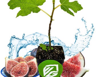 Black Mission Fig - Ficus carica - Live Plant