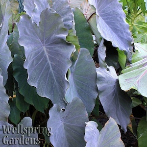 Black Ruffles Elephant Ear - Colocasia esculenta - Live Plant