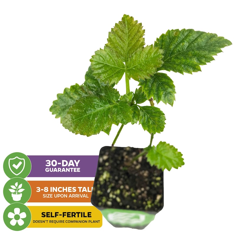 Kiowa Blackberry - Rubus - Live Plant immagine 2
