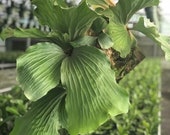 Elephant Staghorn Fern - Platycerium elephantotis - Live Plant