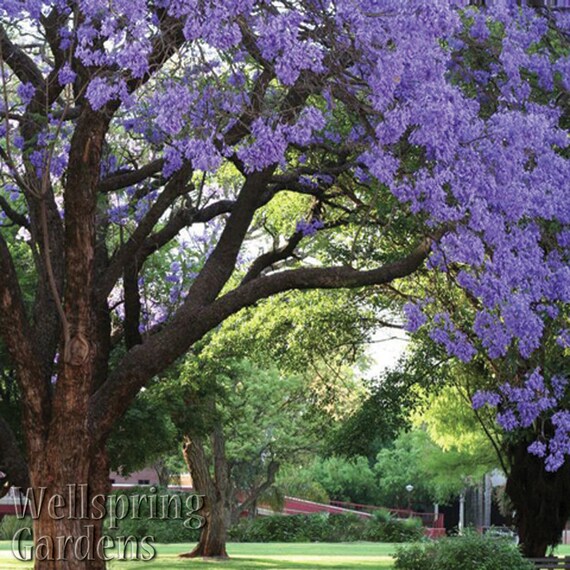Jacaranda Tree Live Plant Brazilian Rose Wood Purple Etsy Jacaranda Tree Live Plant Brazilian Rose Wood Purple Etsy