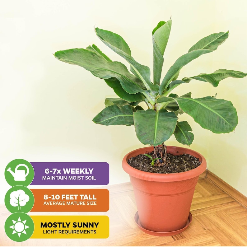 May include: A green banana plant in a brown terracotta pot with a saucer. The plant is about 8-10 feet tall and needs to be watered 6-7 times a week. The plant needs mostly sunny light.
