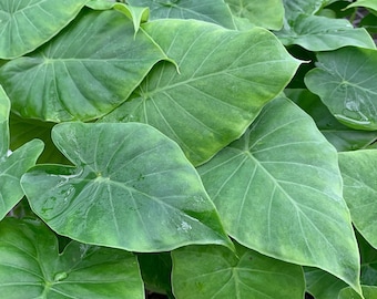 Odora Elephant Ear - Alocasia odora - Live Plant