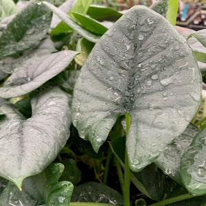 Reginae Elephant Ear - Alocasia Reginae - Live Plant