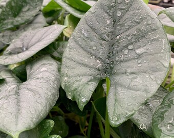 Reginae Elephant Ear - Alocasia Reginae - Live Plant