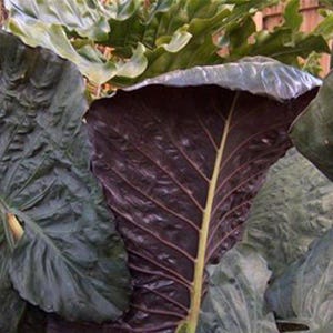 Serendipity Elephant Ear - Alocasia - Live Plant