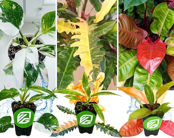 Rare Philodendron Live Plant by Wellspring Gardens — Prince of Orange, Ring of Fire or White Princess — Color-Splashed Leaves, Starter Plant