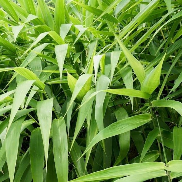 Tiger Grass - Thysanolaena maxima latifolia - Live Plant