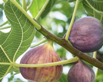 Olympian Fig - Ficus carica - Live Plant