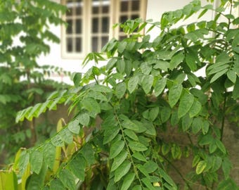 Katuk (Sweetleaf Bush) - Sauropus androgynus - Wellspring Gardens Starter Plant