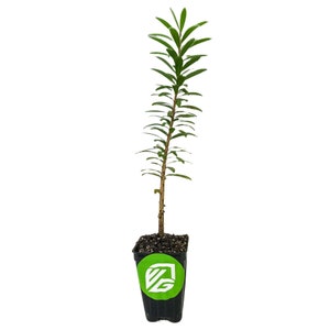 Little John Bottlebrush Dwarf Tree Callistemon Live Plant image 3