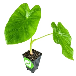 Jack&#39;s Giant Elephant Ear - Colocasia esculenta - Live Plant