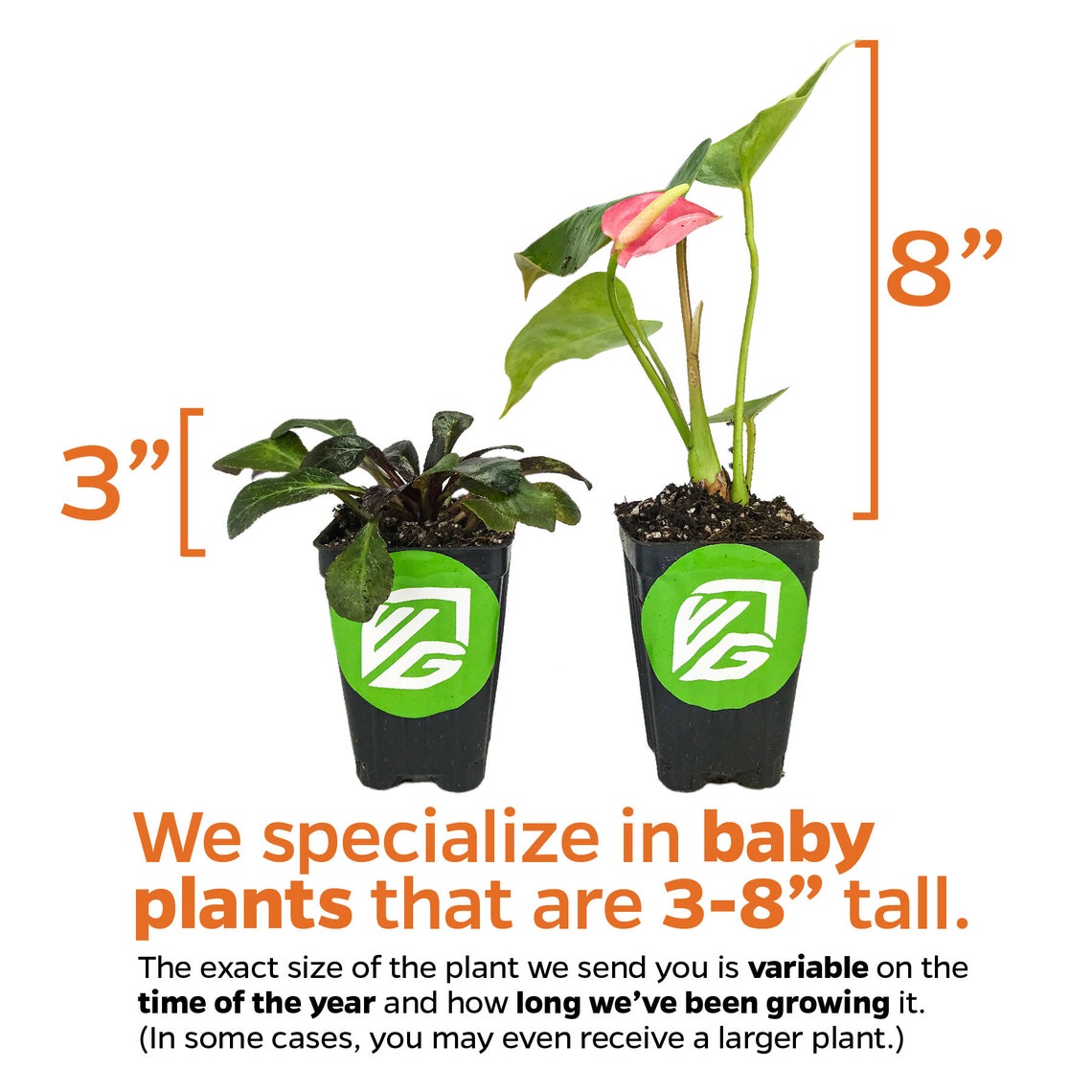 Anthurium Big Red Bird Bird's Nest Anthurium Live Etsy