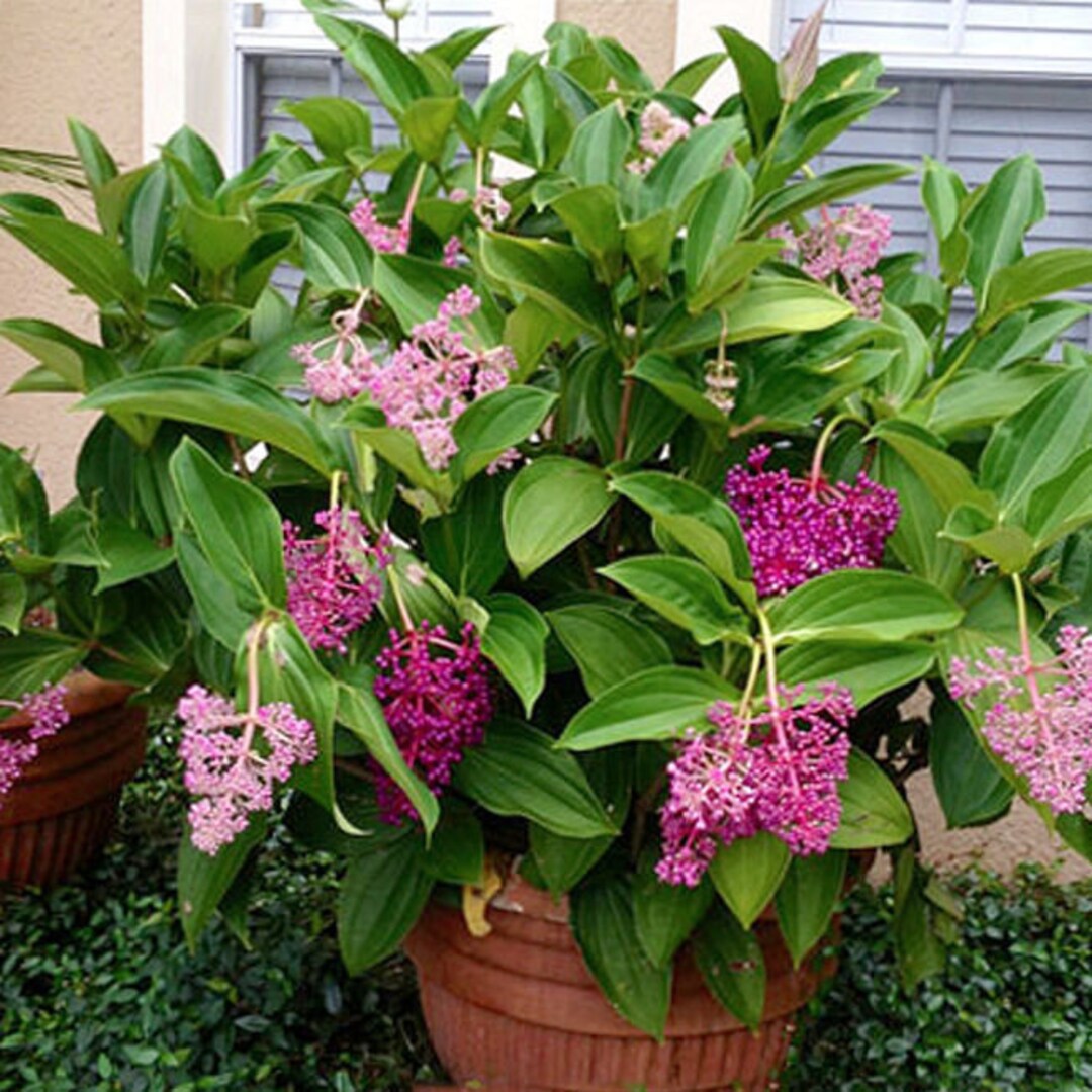 Malaysian Orchid Medinilla Myriantha Live Plant - Etsy Canada